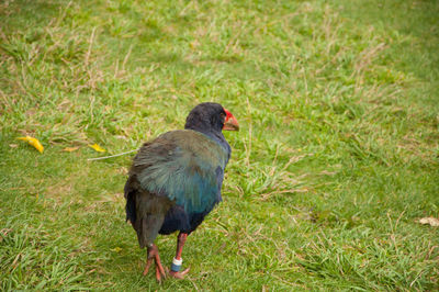 Pukeko bird