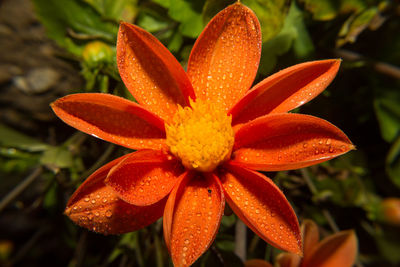 Close-up of day lily blooming outdoors