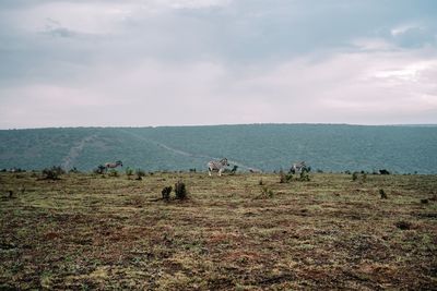 Zebras standing on mountain against cloudy sky