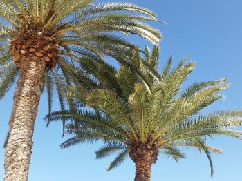 Low angle view of palm tree against clear blue sky