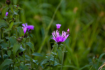 Close-up of purple flowering plant