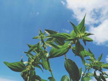 Low angle view of leaves against sky