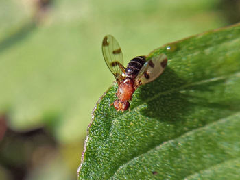 Close-up of insect on leaf