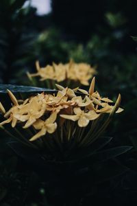 Close-up of flowering plant