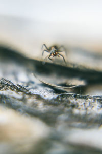 Close-up of spider on web