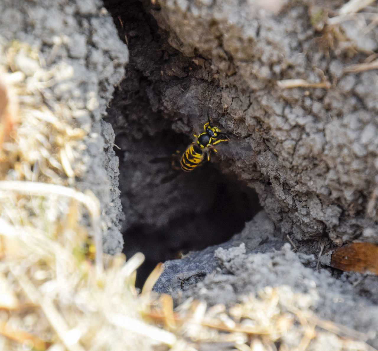 Vespula, vulgaris, wasp, mink, nest, fly, destroyed, gutted, killed, collapsed, dead, dismantled, pulled, larvae, pupae, death, excavated, sting, predator, forager, insect, striped, hymenoptera, animals, colony, insects, macro, nature, poisonous, summer, 