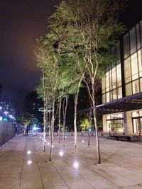 Illuminated trees at night