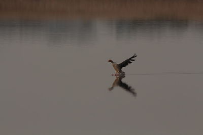 Bird in lake against sky