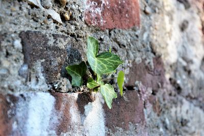 Close-up of plant against stone wall