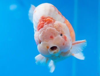 Chubby face of ranchu goldfish in fresh water glass tank on blue background
