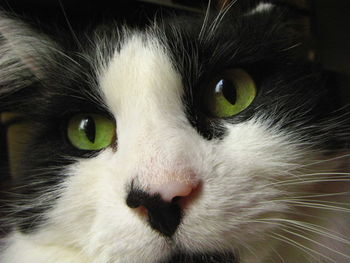 Close-up portrait of cat