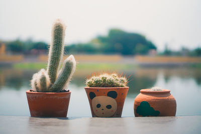 Close-up of succulent potted plant on table against sky