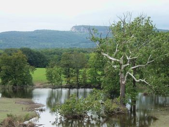 Scenic view of river by trees against sky