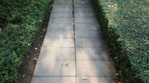 High angle view of boardwalk along plants