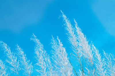 Low angle view of frozen plants against blue sky