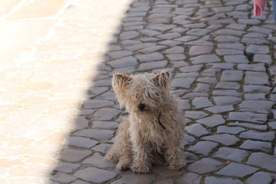 Dog on footpath in city