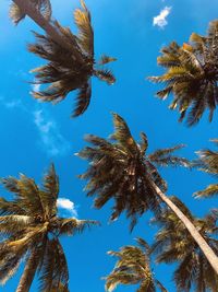 Low angle view of coconut palm tree against blue sky