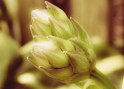 Close-up of flower buds