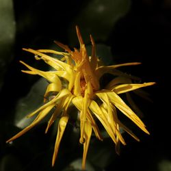 Close-up of yellow day lily blooming outdoors