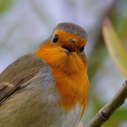 Close-up of bird perching outdoors