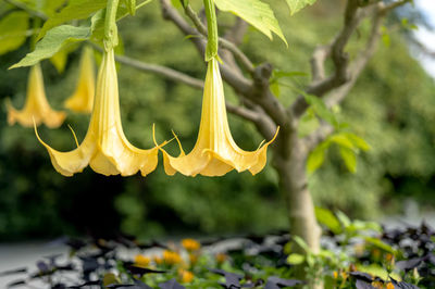 Close-up of yellow flowering plant
