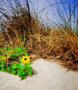 Plants growing on field