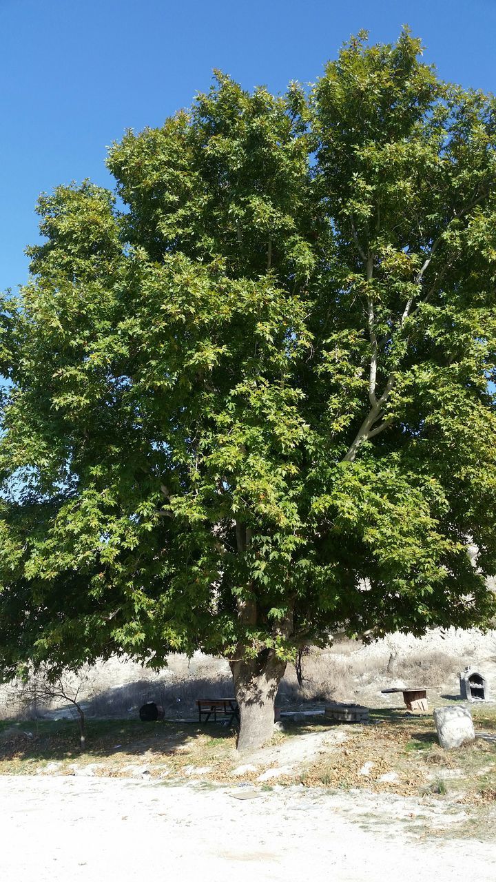 tree, growth, clear sky, sunlight, nature, green color, tranquility, beauty in nature, tranquil scene, plant, shadow, blue, day, low angle view, sky, branch, growing, field, sunny, no people