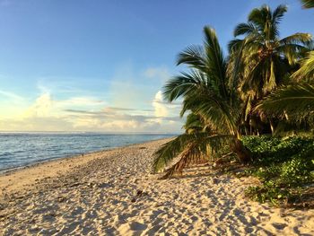 Palm trees on beach against clear sky