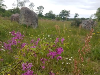 View of flowers in field