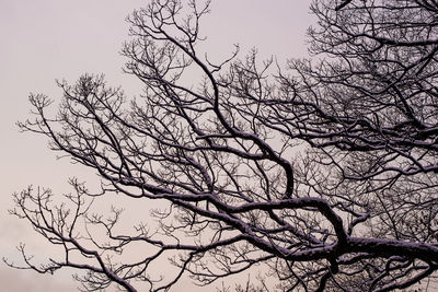 Low angle view of silhouette tree against sky