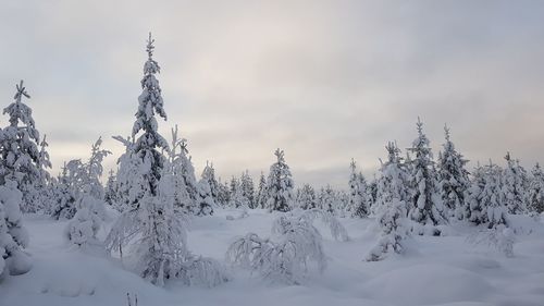 Snow covered land and trees against sky
