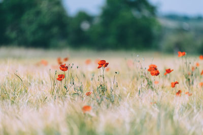 Close-up of red poppy flowers on field