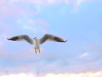 Low angle view of seagull flying against sky