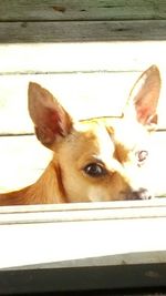 Close-up portrait of a dog