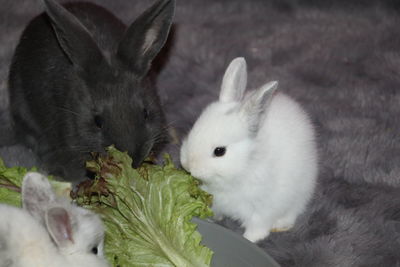Close-up of a cat eating food