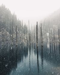 Scenic view of forest against sky during winter