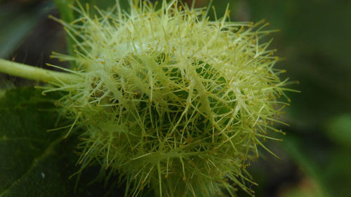 Close-up of cactus