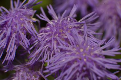 Close-up of purple flowers