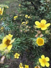 Close-up of yellow flowering plants