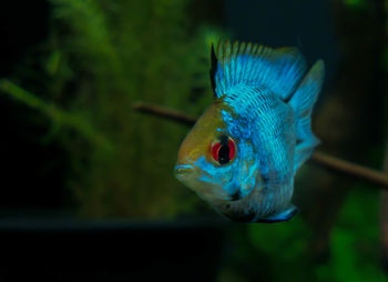 Close-up of fish swimming in sea