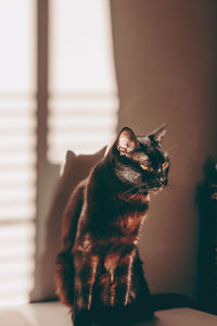 Cat looking away while sitting under sunlight 