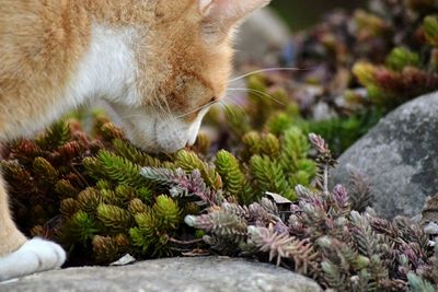 Close-up of cat sniffing plants