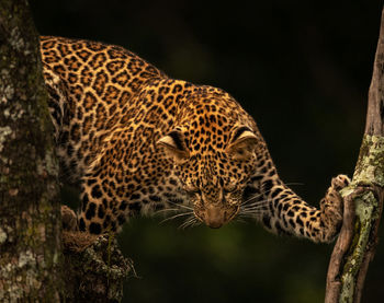 View of wild animal against trees