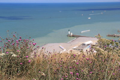 High angle view of flowering plants by sea