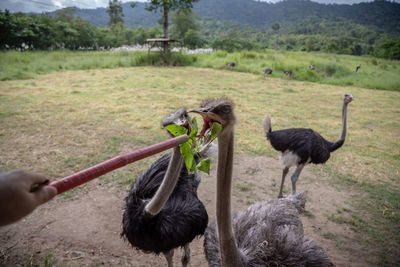 Feeding ostrich 