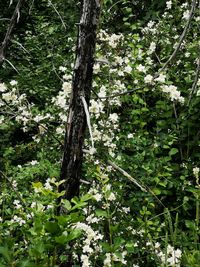 Low angle view of flowering trees in forest