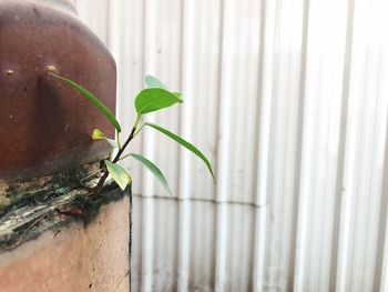 Close-up of insect on plant against wall