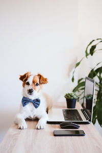 Dog sitting on table at home