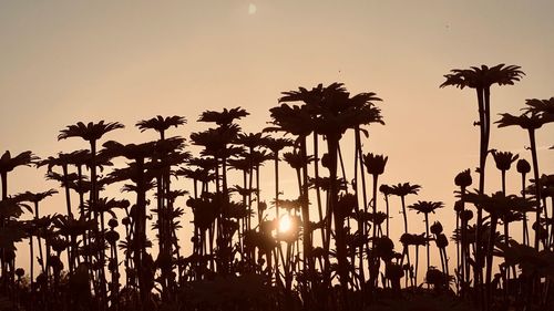 Silhouette of palm trees against sky during sunset