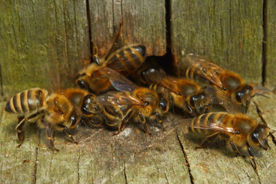 Close-up of bee on wood